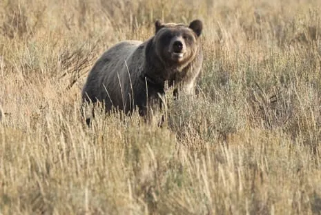 Backpacker Attacked by Bear in Yellowstone Flown to Trauma Center