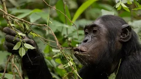 Chimpanzees Consuming an Amount Equal of an Alcoholic Beverage Each Day from Overripe Fruit, Investigation Reveals
