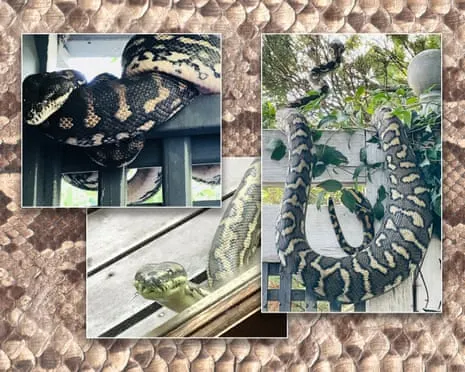 Welcoming my Reptiles in the Overhead Space: A Transformation from Fear to Fascination