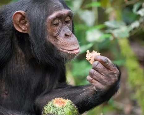 Apes Drink Daily Alcohol Comparable to a Lager from Ripe Figs