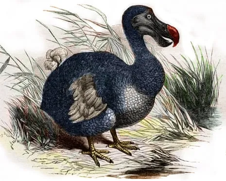 Scientists Assert They Have Achieved a ‘Pivotal Step’ in Resurrecting the Dodo for the First Time in 300 Years